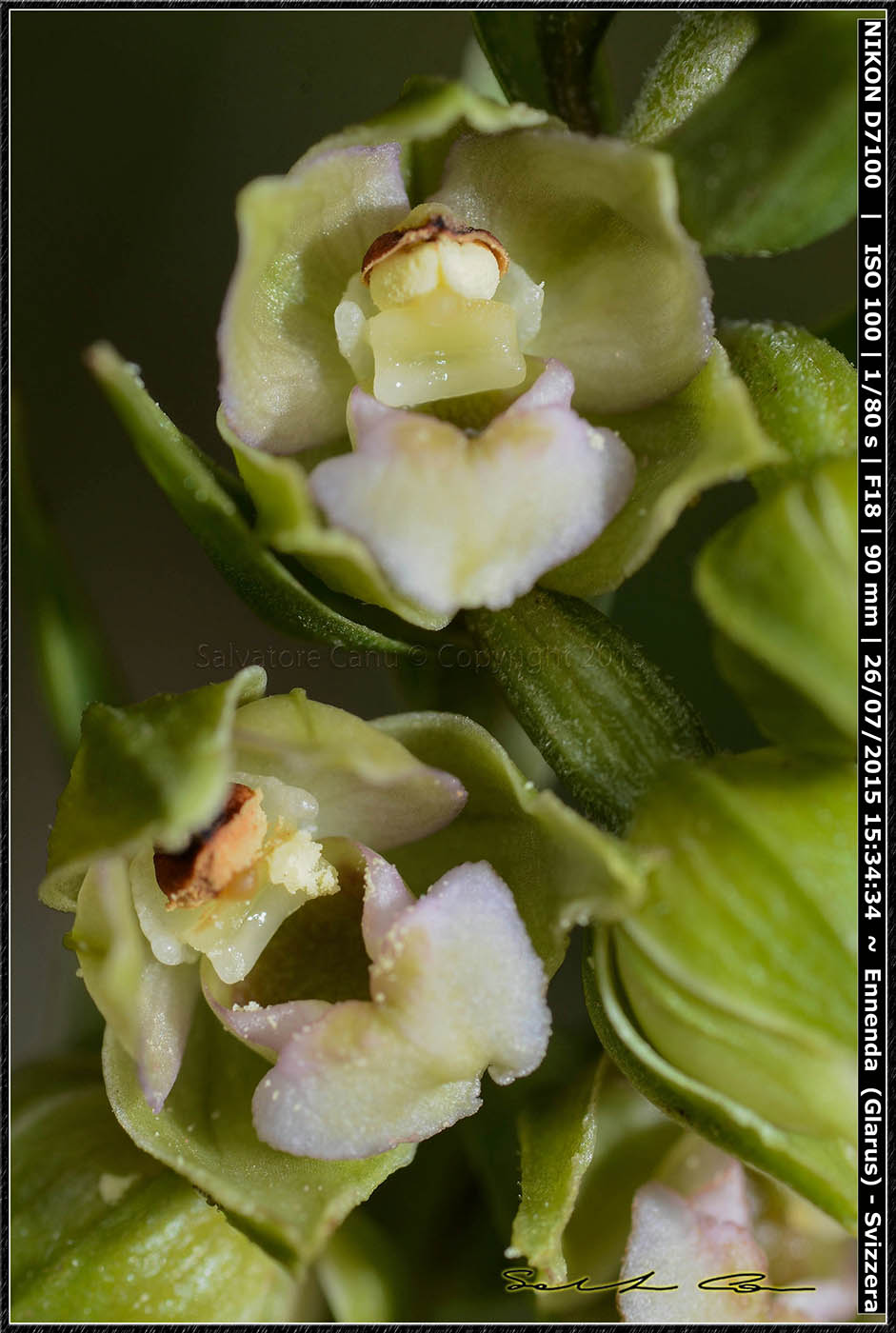 Epipactis helleborine Svizzera 3